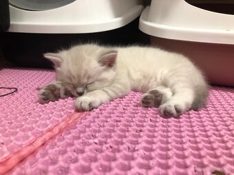 Čistokrevná britská krátkosrstá koťata po rodičích s PP - 4