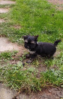 Jorkšírský teriér - 4