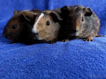 Morče, morčátka miminka - 4