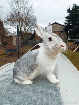 Mladé samice kříženky belgic. obra - 4