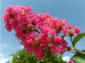 Krepová myrta - Lagerstroemia indica 300 semen 50 Kč - 4