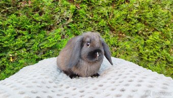 Zakrslý beránek, králíček, králík - PATRICIE - 4