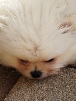 Pomeranian - 4