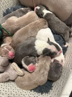 American Bully XL ŠTĚŇATA K ODBĚRU - 4