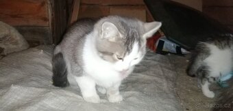 Darujeme koťátka - 4