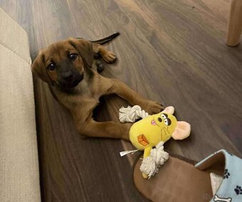 Štěňátko Freya hledá domov - 4