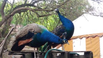 Páv korunkátý modrý, a černokřídlý - 4