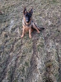 Německý ovčák bez PP - 4