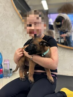 Belgický ovčák Malinois s PP - 4