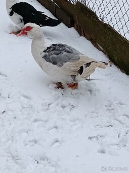 Prodám kachna pižmová - 4