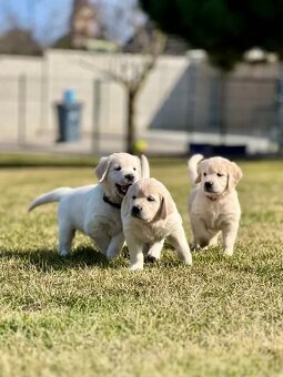 Zlatý Retriever šteniatka s PP - 4