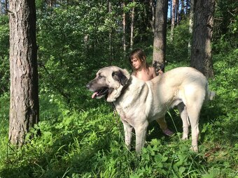Kangal bez PP - 4