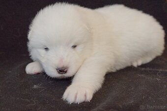 SAMOJED-štěňata s PP - 4