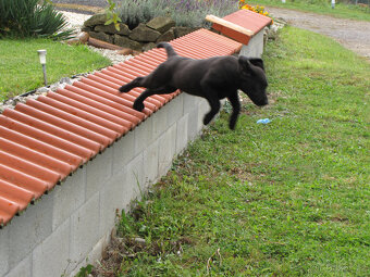 Čokoládové šteňatá Labradora - 4