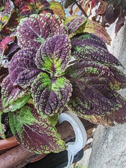 Coleus - 4