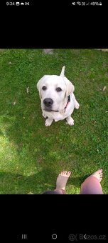 Labrador - 4