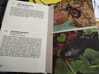 Entomologická kniha - 4