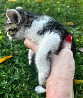 PRODÁM KOTĚ - kocour - 4