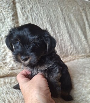 Joršír,jorkšírsky teriér,yorkšhir - 4