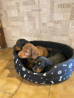 Jezevčík dlouhosrstý trpasličí - 4