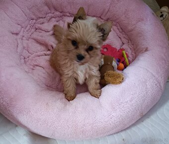 Holčička Brigittka Yorkshire teriér gold. PP - 4