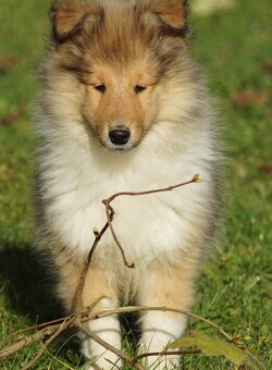 KOLIE DLOUHOSRSTA ZLATA - 4