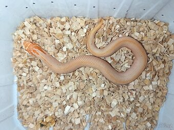 Heterodon Nosatý mláďata 2025 - 4