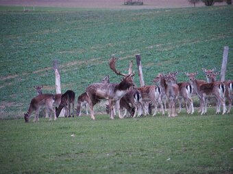 Prodám daňčí zvěř - 4