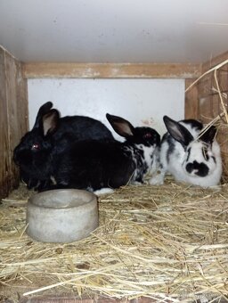 Prodám kralíky - 4