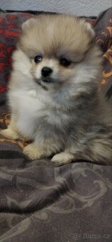 Pomeranian - 4