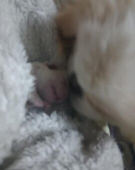 Pekingský palácoví psík. - 4