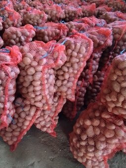 Brambory k uskladnění. - 4