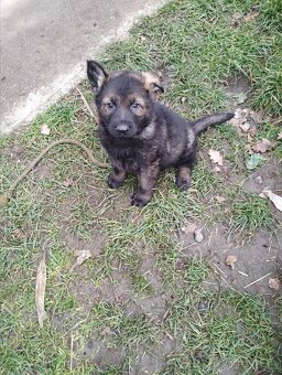 Německý ovčák štěňata - 4