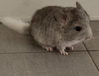 Činčila mládě samičky - 4