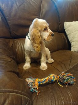 Anglický kokršpaněl barevný pejsek - 4