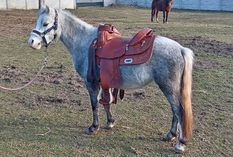 Welsh Mountain Pony - 4
