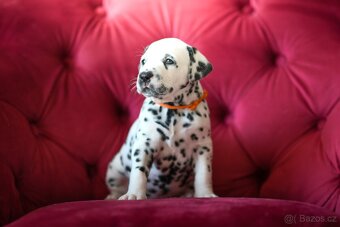 Dalmatin s PP - 4