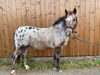 Kříženec appaloosa x hucul - 4