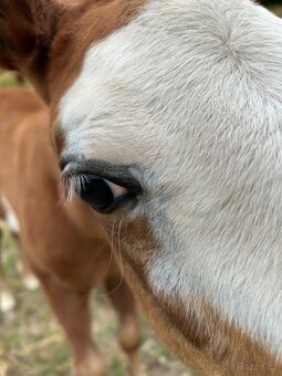 Kontaktní Paint Horse do sportu - 4