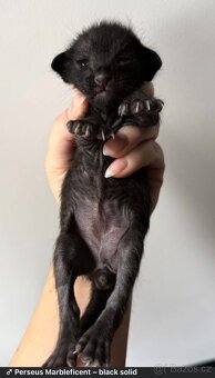 Orientální koťe Marbleficent s PP - 4