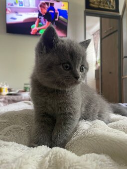 Продаю британських кошенят - 4