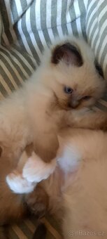 ragdoll kočičky - 4