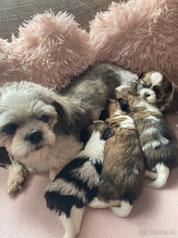 Shih-tzu (šicu) - 4