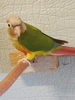 Pýrura zelenolici - 4