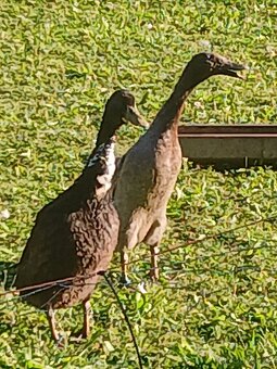 Kachna čínská - 4