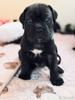Cane corso s PP - 11 Vánočních štěňátek k rezervaci - 4
