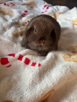 Minilop zakrslí králíčci - 4