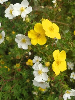 Okrasné rostliny - 4