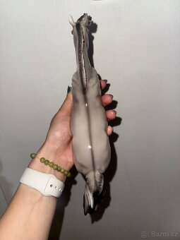 Breyer - Astrid - 4