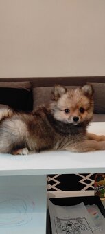 Špic pomeranian s pp štěňata - 4
